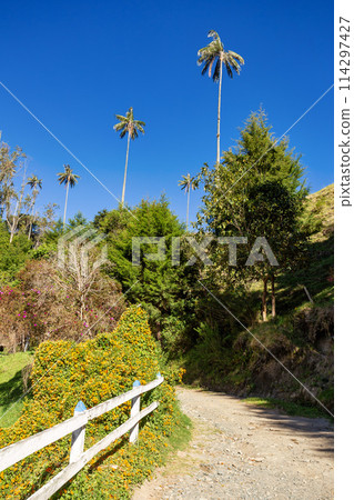 Nature landscape of tall wax palm trees in Valle del Cocora Valley. Salento, Quindio department. Colombia mountains landscape. 114297427