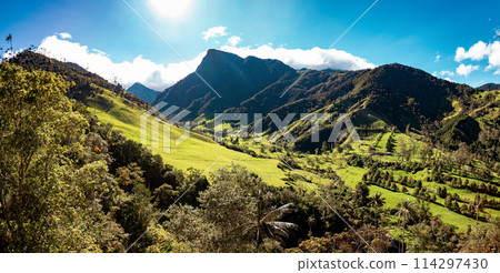 Nature landscape of tall wax palm trees in Valle del Cocora Valley. Salento, Quindio department. Colombia mountains landscape. 114297430