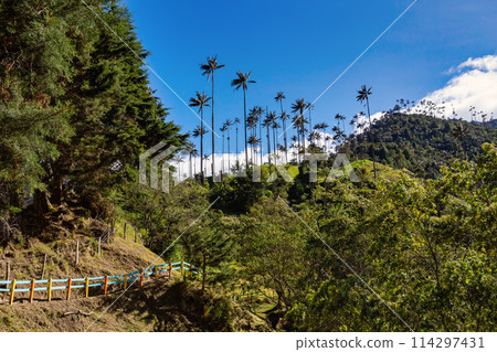 Nature landscape of tall wax palm trees in Valle del Cocora Valley. Salento, Quindio department. Colombia mountains landscape. 114297431