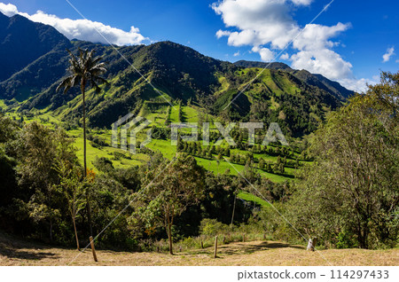 Nature landscape of tall wax palm trees in Valle del Cocora Valley. Salento, Quindio department. Colombia mountains landscape. 114297433