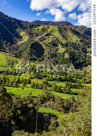 Nature landscape of tall wax palm trees in Valle del Cocora Valley. Salento, Quindio department. Colombia mountains landscape. 114297434