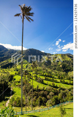 Nature landscape of tall wax palm trees in Valle del Cocora Valley. Salento, Quindio department. Colombia mountains landscape. 114297436