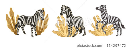 Zebras Grazing African Savannah vector 114297472