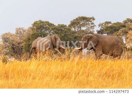 Two giant Elephants 114297473