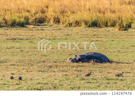 Sleeping hippopotamus in Chobe national park 114297478