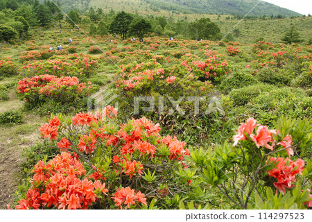 Renge Azalea, Yunomaru Highlands, Gunma Prefecture Renge Azalea, Yunomaru Highlands, Gunma Prefecture 114297523