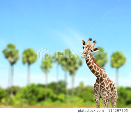 Cute curiosity giraffe on summer landscape background. The giraffe looks interested. Animal stares interestedly. Beautiful scenic with giraffe, palm trees and blue sky 114297595
