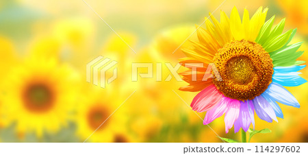 To be yourself, to be unique. Not like most. A field of yellow sunflowers and one colorful sunflower. Individuality, stand out from crowd, creative idea, be a different, independence concept 114297602