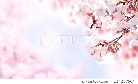 Horizontal banner with sakura flowers of pink color on blue sky backdrop. Beautiful nature spring background with a branch of blooming sakura. Sakura blossoming season in Japan 114297604