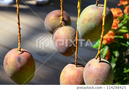 Mangoes on the tree Mangoes on the tree 114298425