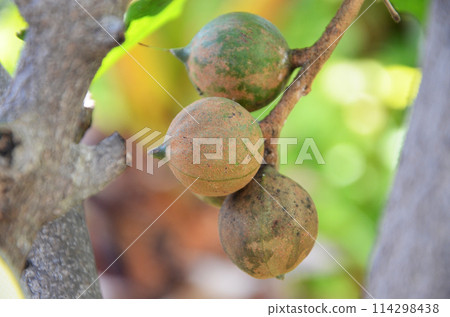 樹上的澳洲堅果 114298438