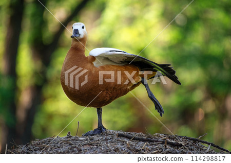 Close-up of a ruddy shelduck standing on one leg in the middle of the forest in summer 114298817