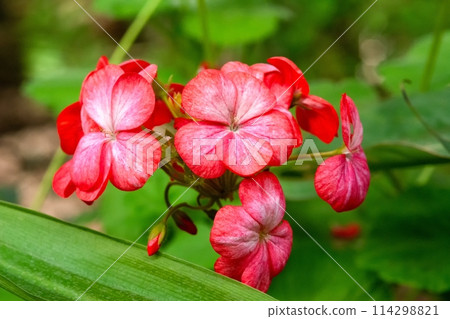 Delicate Red Geranium Flowers In Full Bloom With Blurred Green Foliage In The Background 114298821
