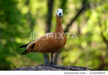 Close-up of a ruddy shelduck standing on the ground with green foliage behind Close-up of a ruddy shelduck standing on the ground with green foliage behind 114298895