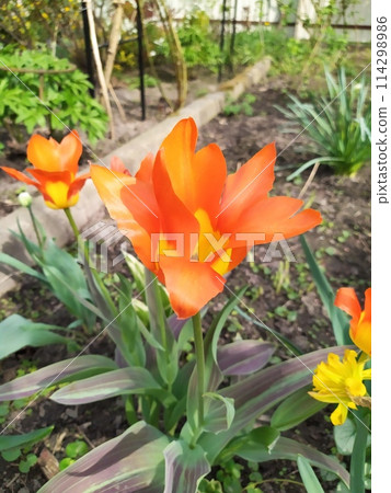 Bright orange tulip flowers in the garden bloom luxuriantly in spring. Bright orange tulip flowers in the garden bloom luxuriantly in spring. 114298986