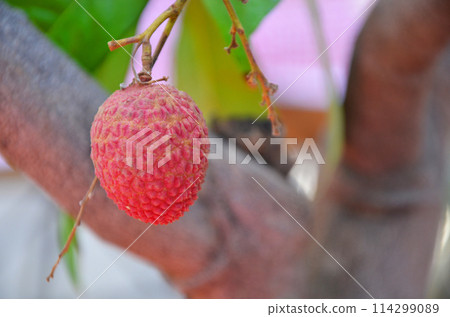 Red lychee fruit 114299089