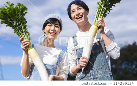 Men and women harvesting vegetables in the field 114299134