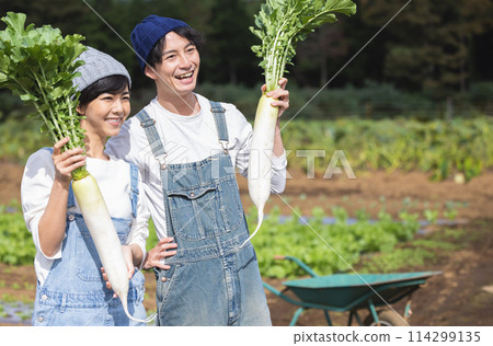男人和女人在田裡收穫蔬菜 114299135