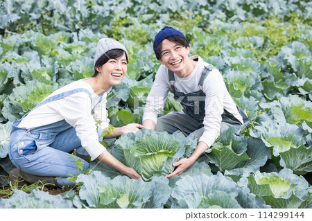 Men and women harvesting vegetables in the field Men and women harvesting vegetables in the field 114299144
