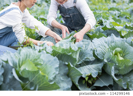 Men and women harvesting vegetables in the field 114299146