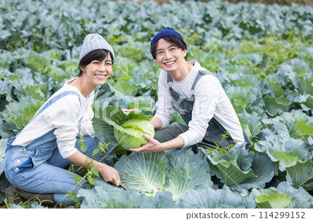 Men and women harvesting vegetables in the field Men and women harvesting vegetables in the field 114299152