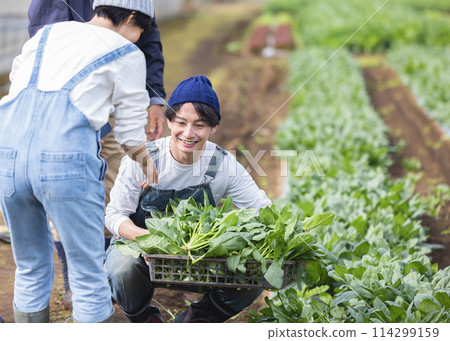 男人和女人在田裡收穫蔬菜 114299159