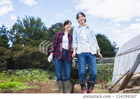 Men and women harvesting vegetables in the field Men and women harvesting vegetables in the field 114299167