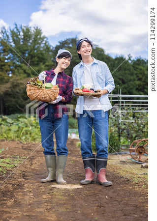 Men and women harvesting vegetables in the field Men and women harvesting vegetables in the field 114299174