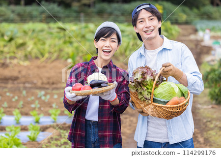 Men and women harvesting vegetables in the field 114299176