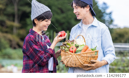 Men and women harvesting vegetables in the field 114299177
