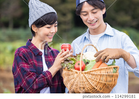 Men and women harvesting vegetables in the field 114299181