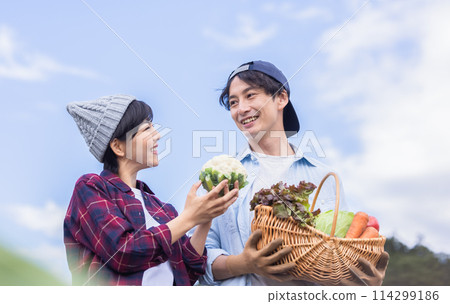 男人和女人在田裡收穫蔬菜 114299186