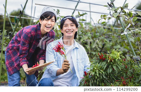 Men and women harvesting vegetables in the field Men and women harvesting vegetables in the field 114299200