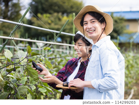 Men and women harvesting vegetables in the field Men and women harvesting vegetables in the field 114299203