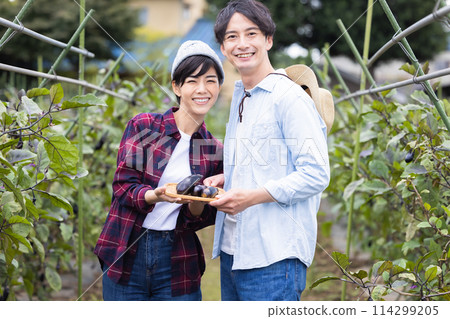 Men and women harvesting vegetables in the field 114299205