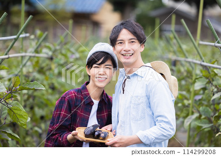 Men and women harvesting vegetables in the field 114299208