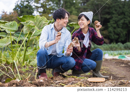 Men and women harvesting vegetables in the field 114299213