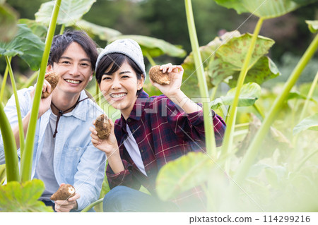 男人和女人在田裡收穫蔬菜 114299216