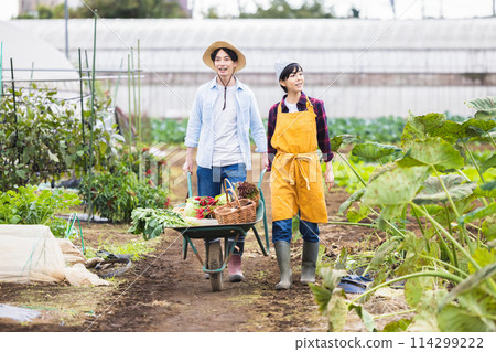 男人和女人在田裡收穫蔬菜 114299222