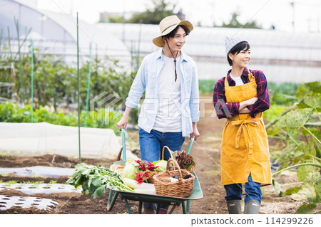 男人和女人在田裡收穫蔬菜 114299226
