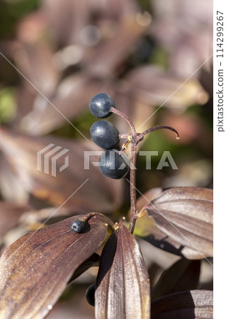 The black-purple fruit of Disporum longistium, which has flowers resembling those of the tiger lily 114299267
