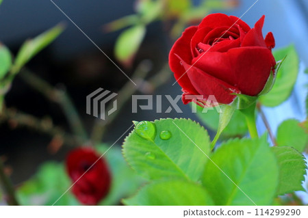 Red Rose Flower Red Rose Flower 114299290