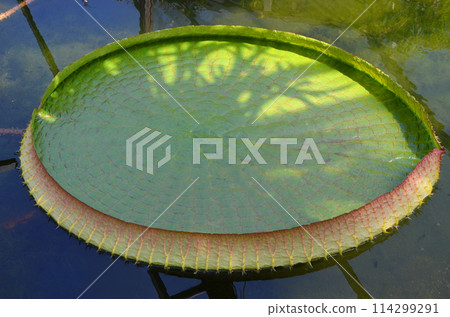 The leaves of the Amazon water lily floating on the surface of the water The leaves of the Amazon water lily floating on the surface of the water 114299291