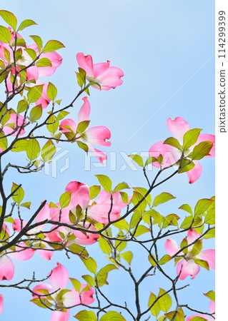 Dogwoods and fresh greenery blooming in the refreshing early summer Dogwoods and fresh greenery blooming in the refreshing early summer 114299399