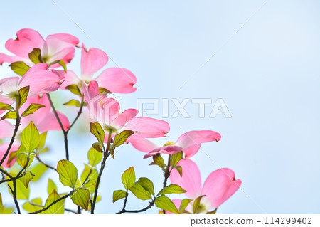 Dogwoods and fresh greenery blooming in the refreshing early summer 114299402