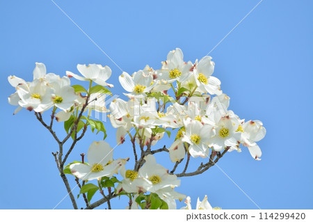 Dogwoods and fresh greenery blooming in the refreshing early summer Dogwoods and fresh greenery blooming in the refreshing early summer 114299420