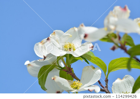 山茱萸和新綠在清爽的初夏綻放 114299426