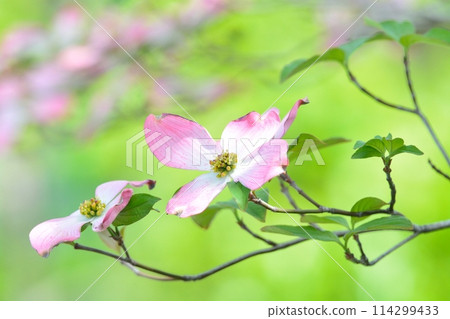 山茱萸和新綠在清爽的初夏綻放 114299433