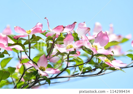 Dogwoods and fresh greenery blooming in the refreshing early summer 114299434