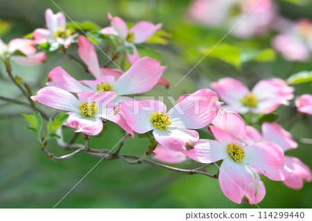 山茱萸和新綠在清爽的初夏綻放 114299440